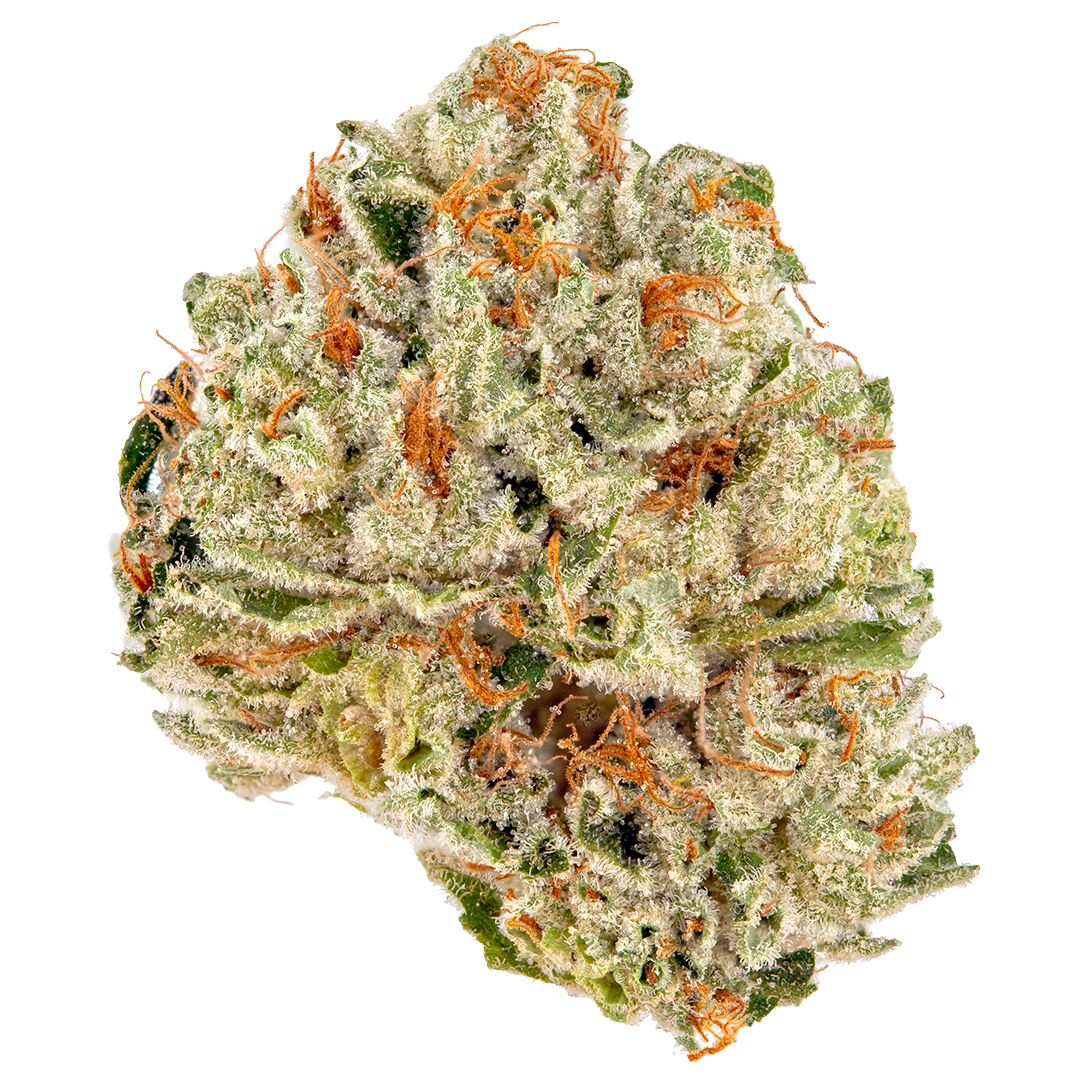 Close-up of a cannabis bud with orange trichomes on a white background
