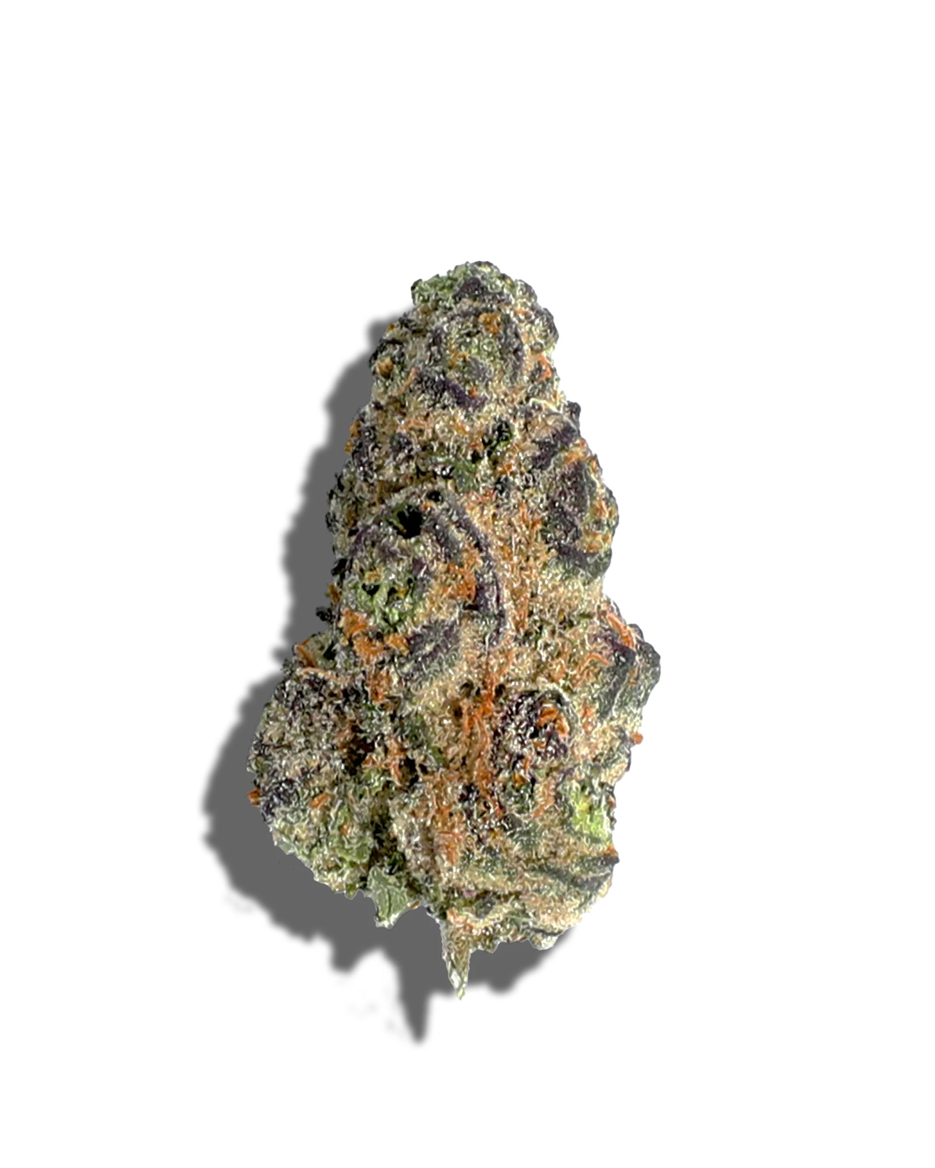 Close-up of a cannabis bud on a white background