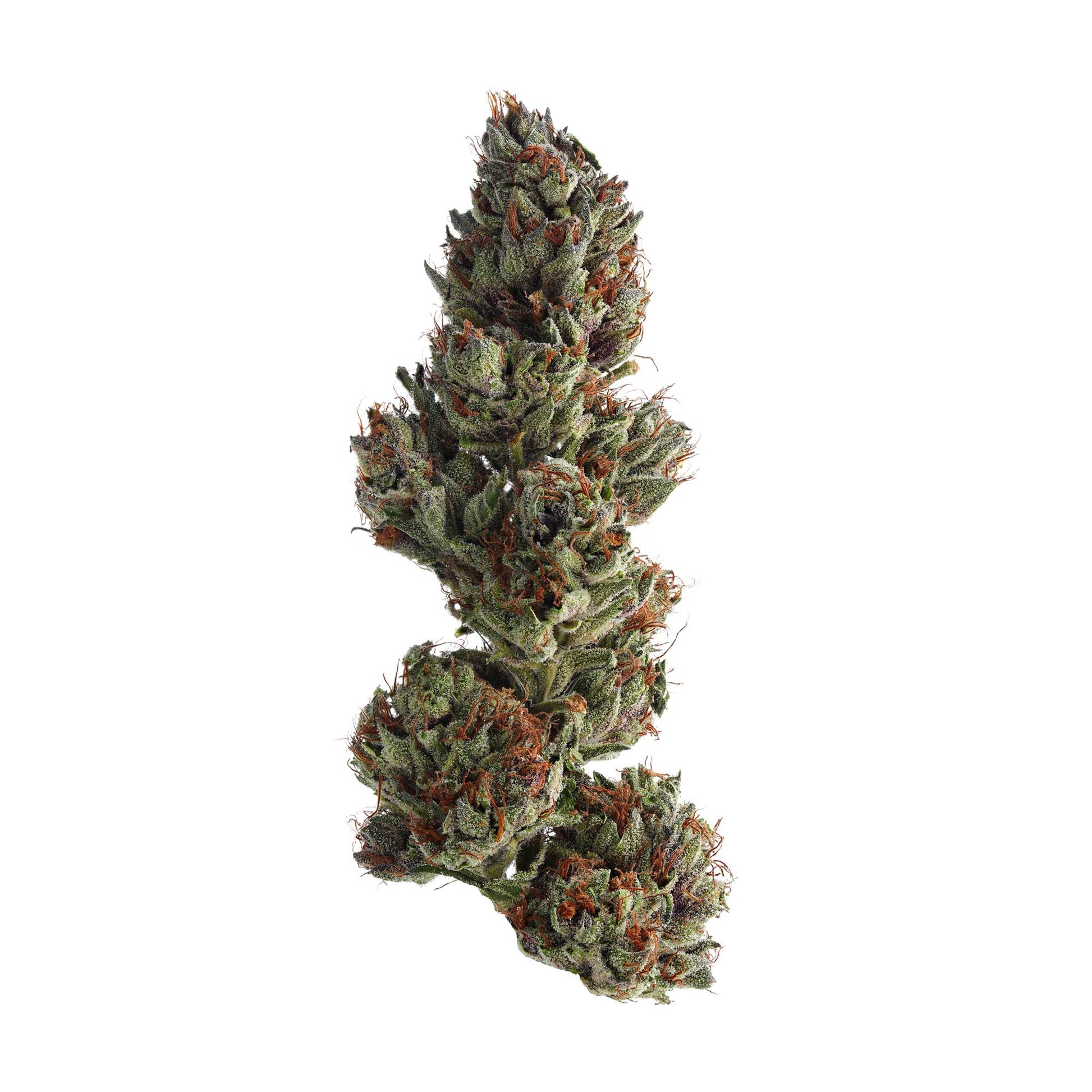 Large cannabis bud on a white background