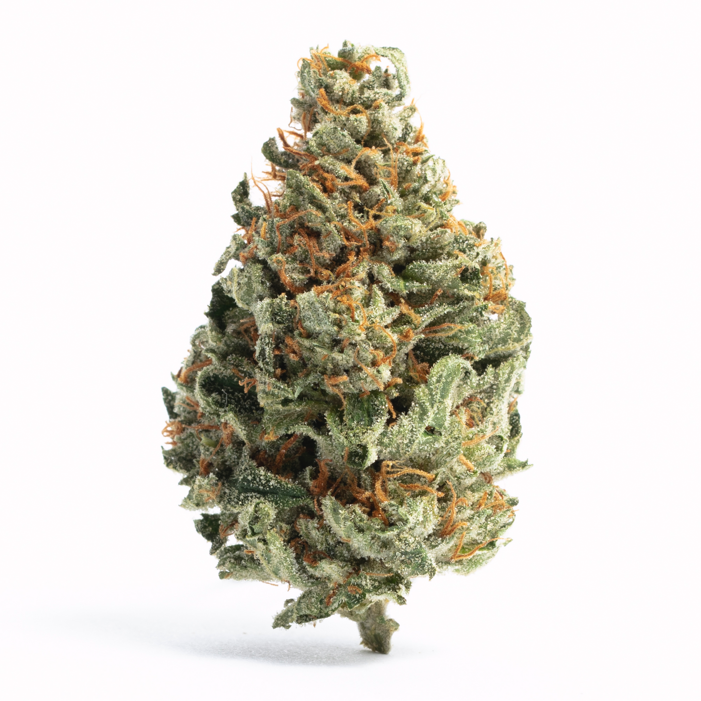 Large cannabis bud on a white background